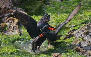 Variable Oystercatcher in New Zealand photo