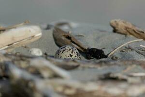 Variable Oystercatcher in New Zealand photo