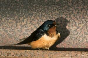 granero golondrina pájaro foto