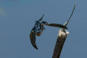 granero golondrina pájaro foto