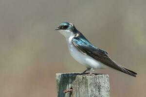 Tree Swallow Bird photo