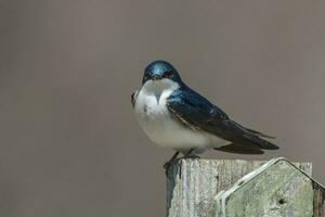 árbol golondrina pájaro foto