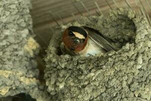 acantilado golondrina pájaro foto