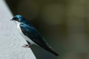 árbol golondrina pájaro foto