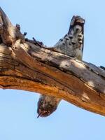 Varied Sittella in Australia photo