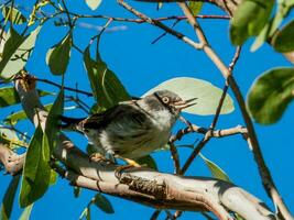 variado sitella en Australia foto