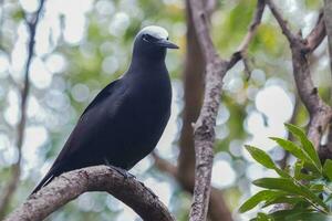 Black Noddy in Australia photo