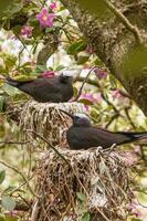 Black Noddy in Australia photo