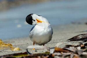 Australian Fairy Tern photo