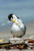 australiano hada golondrina de mar foto