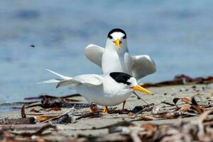 australiano hada golondrina de mar foto