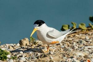 Australian Fairy Tern photo