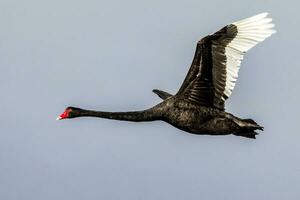 Black Swan in Australasia photo