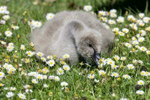 Black Swan in Australasia photo