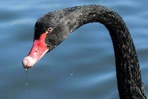 Black Swan in Australasia photo