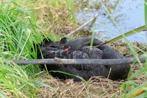 Black Swan in Australasia photo