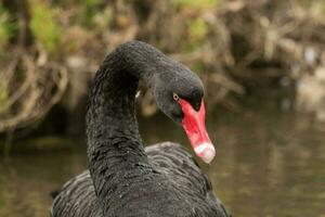 Black Swan in Australasia photo