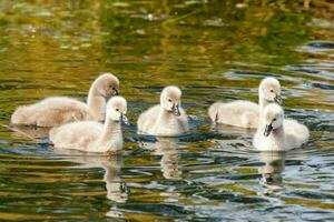 negro cisne en australasia foto