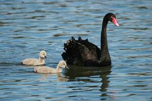 Black Swan in Australasia photo