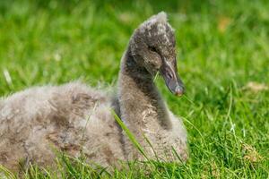 Black Swan in Australasia photo