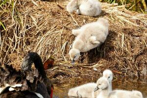 negro cisne en australasia foto