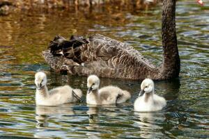 negro cisne en australasia foto