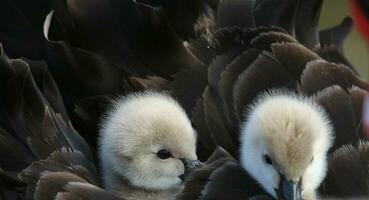 Black Swan in Australasia photo