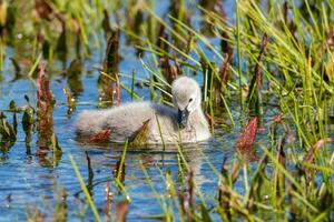 Black Swan in Australasia photo