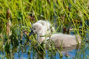 Black Swan in Australasia photo