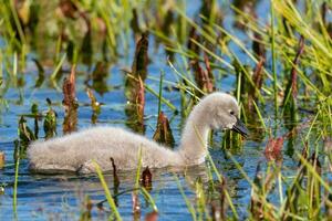 Black Swan in Australasia photo