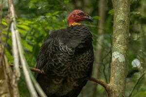 Australian Brush Turkey photo