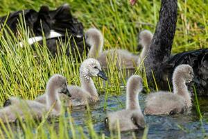 Black Swan in Australasia photo