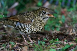 Bassian Thrush in Australia photo