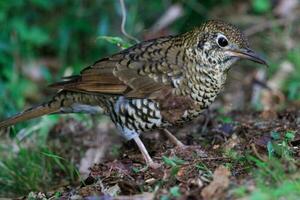 Bassian Thrush in Australia photo