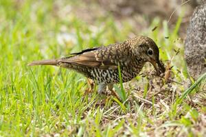 Bassian Thrush in Australia photo