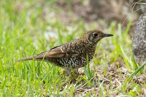 Bassian Thrush in Australia photo