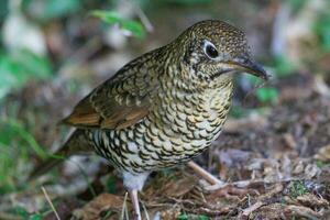 Bassian Thrush in Australia photo