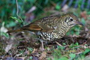 Bassian Thrush in Australia photo