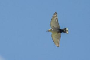Black-faced Woodswallow in Australia photo
