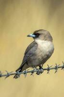 Black-faced Woodswallow in Australia photo