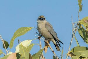 cara negra golondrina en Australia foto