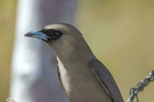 cara negra golondrina en Australia foto