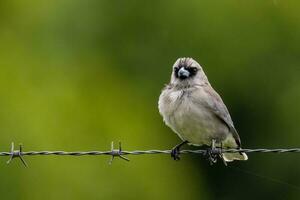 Black-faced Woodswallow in Australia photo