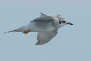 Black-fronted Tern in New Zealand photo