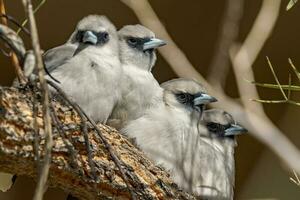 Black-faced Woodswallow in Australia photo