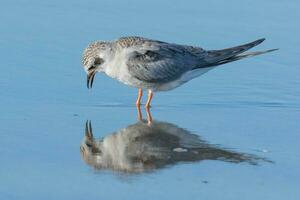 Black-fronted Tern in New Zealand photo