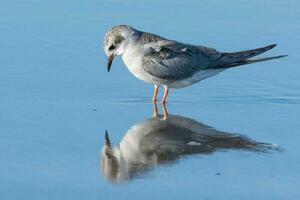 Black-fronted Tern in New Zealand photo