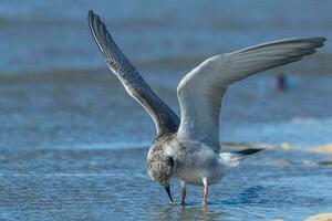 Black-fronted Tern in New Zealand photo