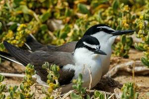 Bridled Tern in Australia photo