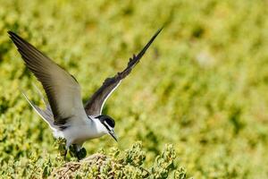 embridado golondrina de mar en Australia foto